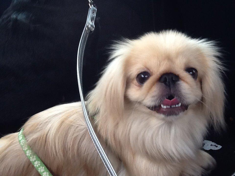 Pekingeser molly billede 4