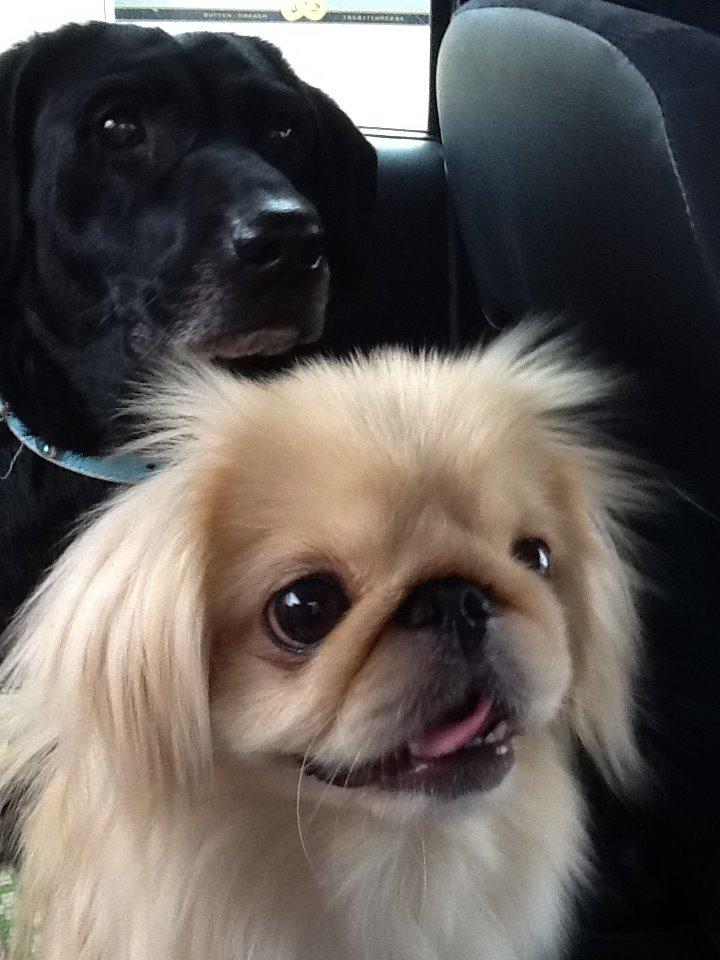 Pekingeser molly billede 5