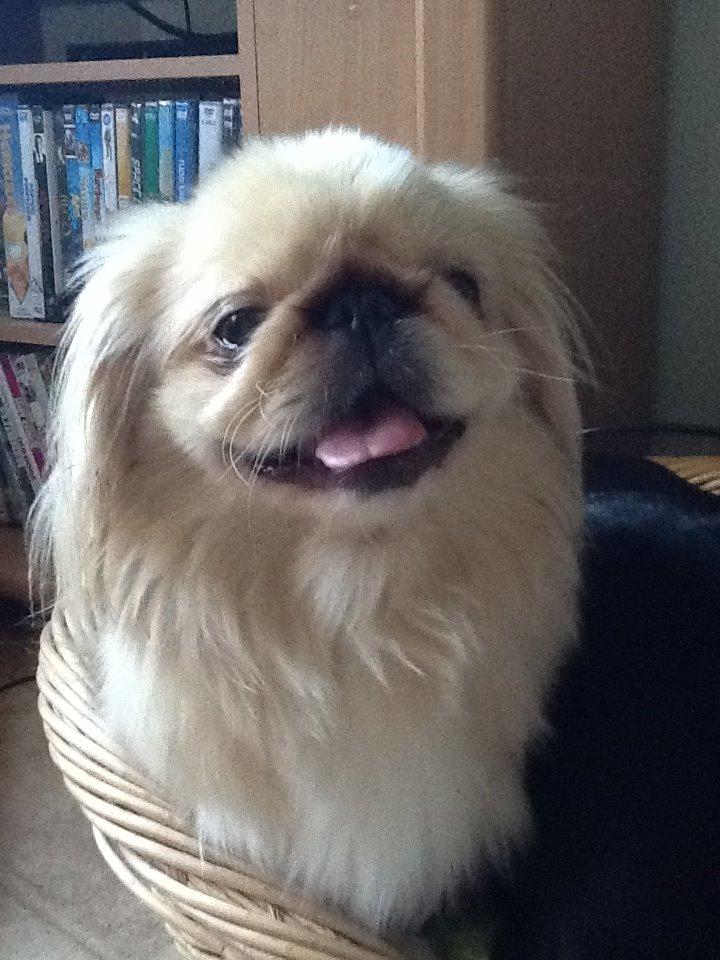 Pekingeser molly billede 6