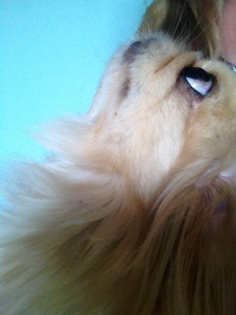 Pekingeser molly billede 7