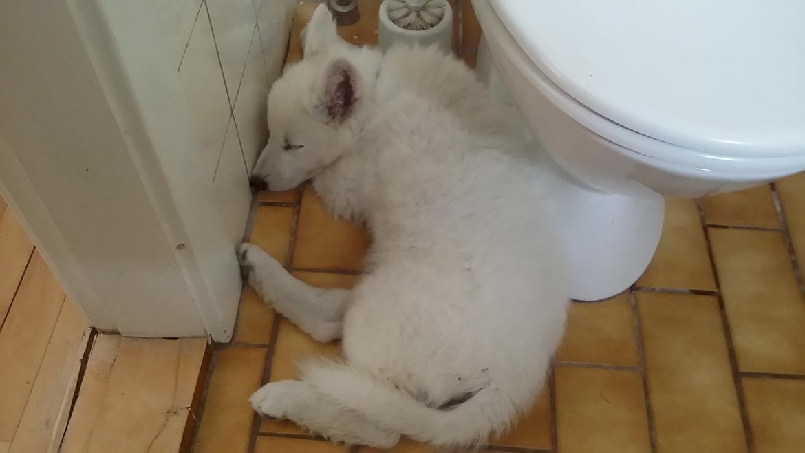 Hvid Schweizisk Hyrdehund charlie billede 12