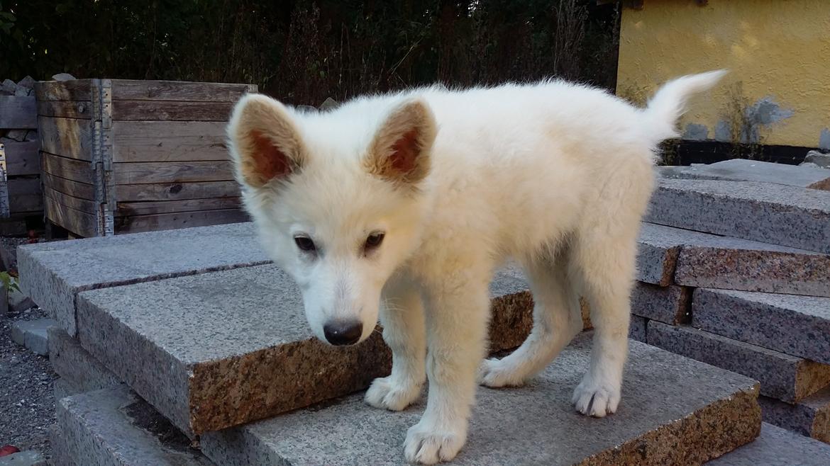 Hvid Schweizisk Hyrdehund charlie billede 13