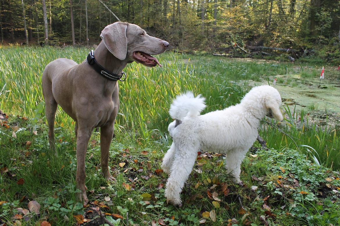 Weimaraner Natacha - oktober 2014 billede 21