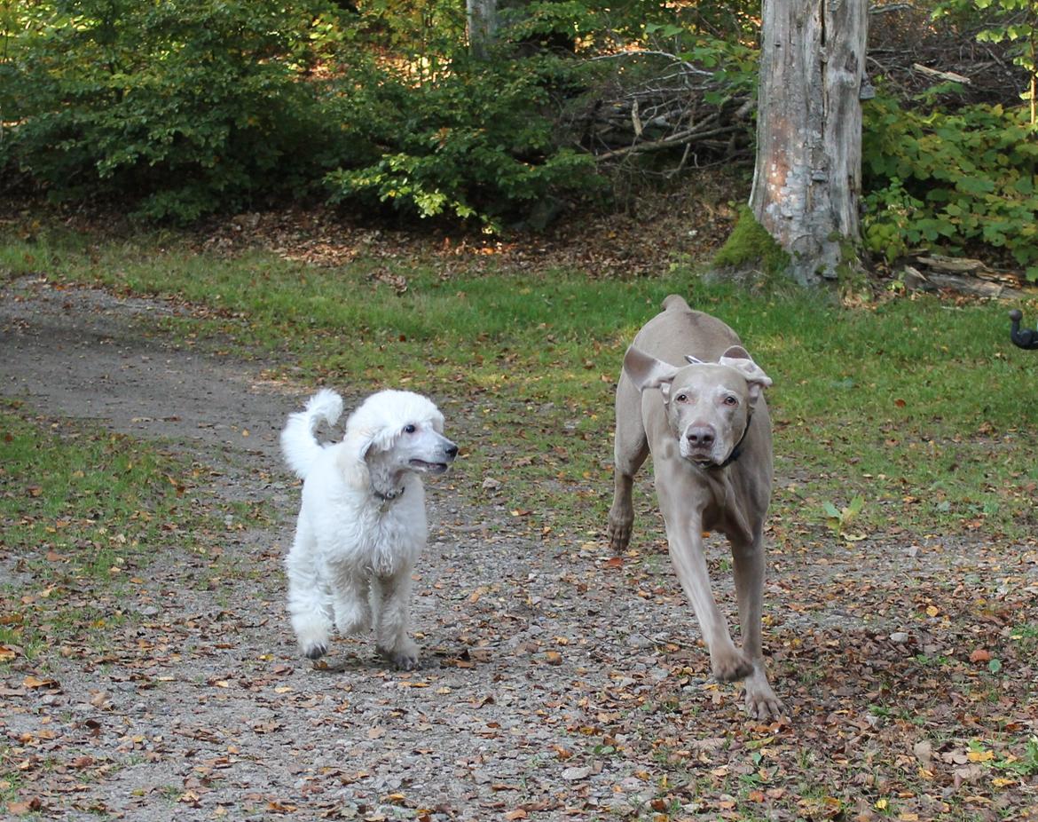 Weimaraner Natacha - oktober 2014 billede 23