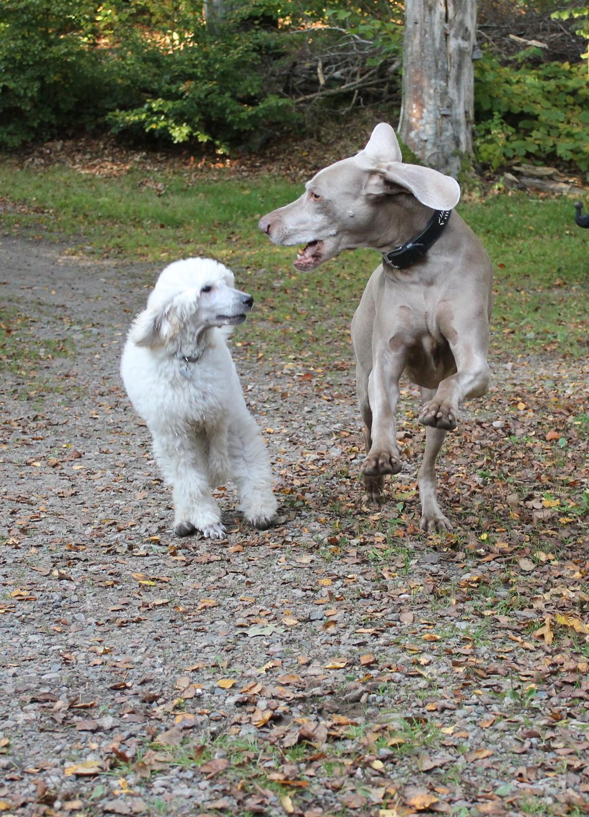 Weimaraner Natacha - oktober 2014 billede 24