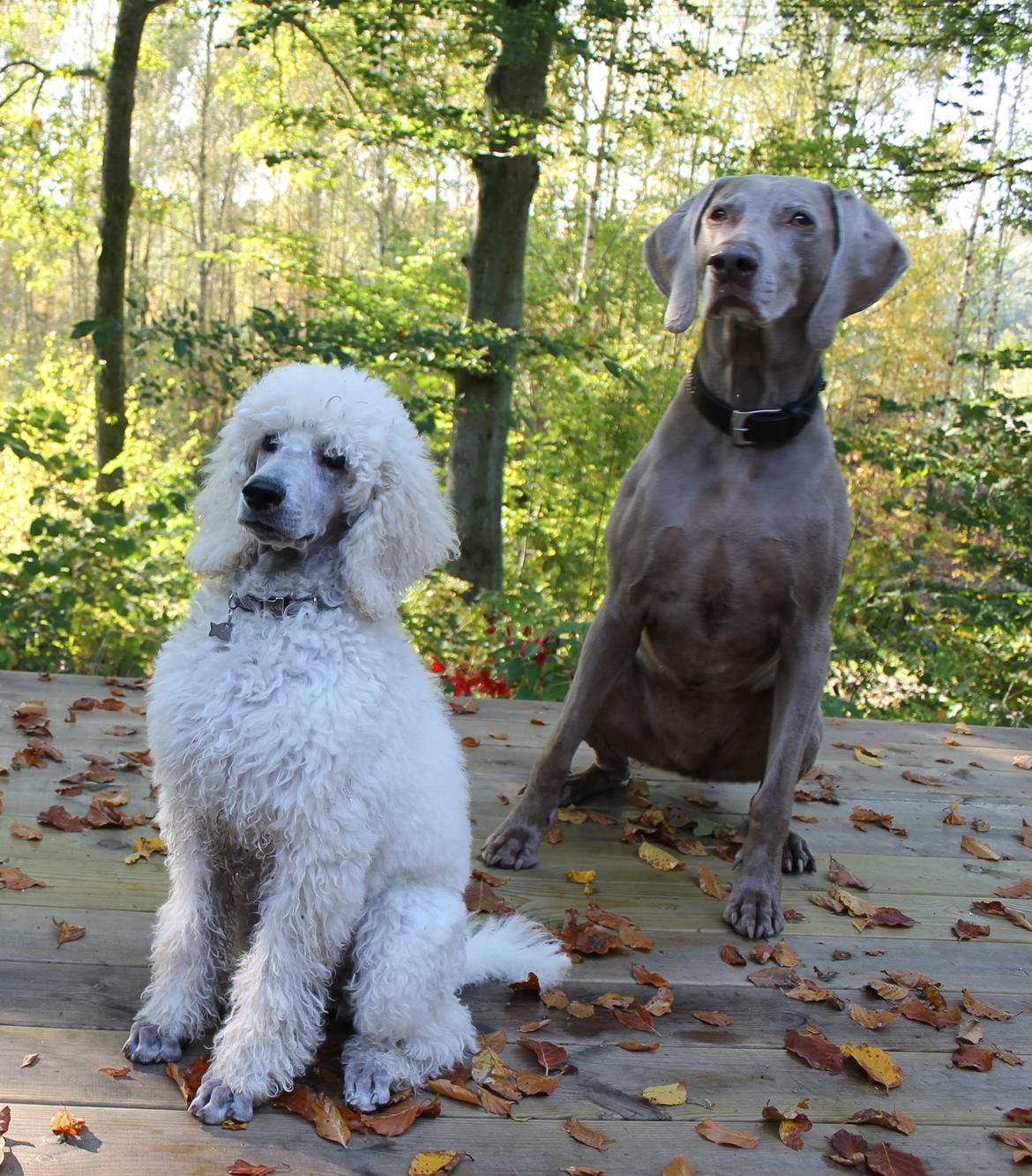 Weimaraner Natacha - oktober 2014 billede 22