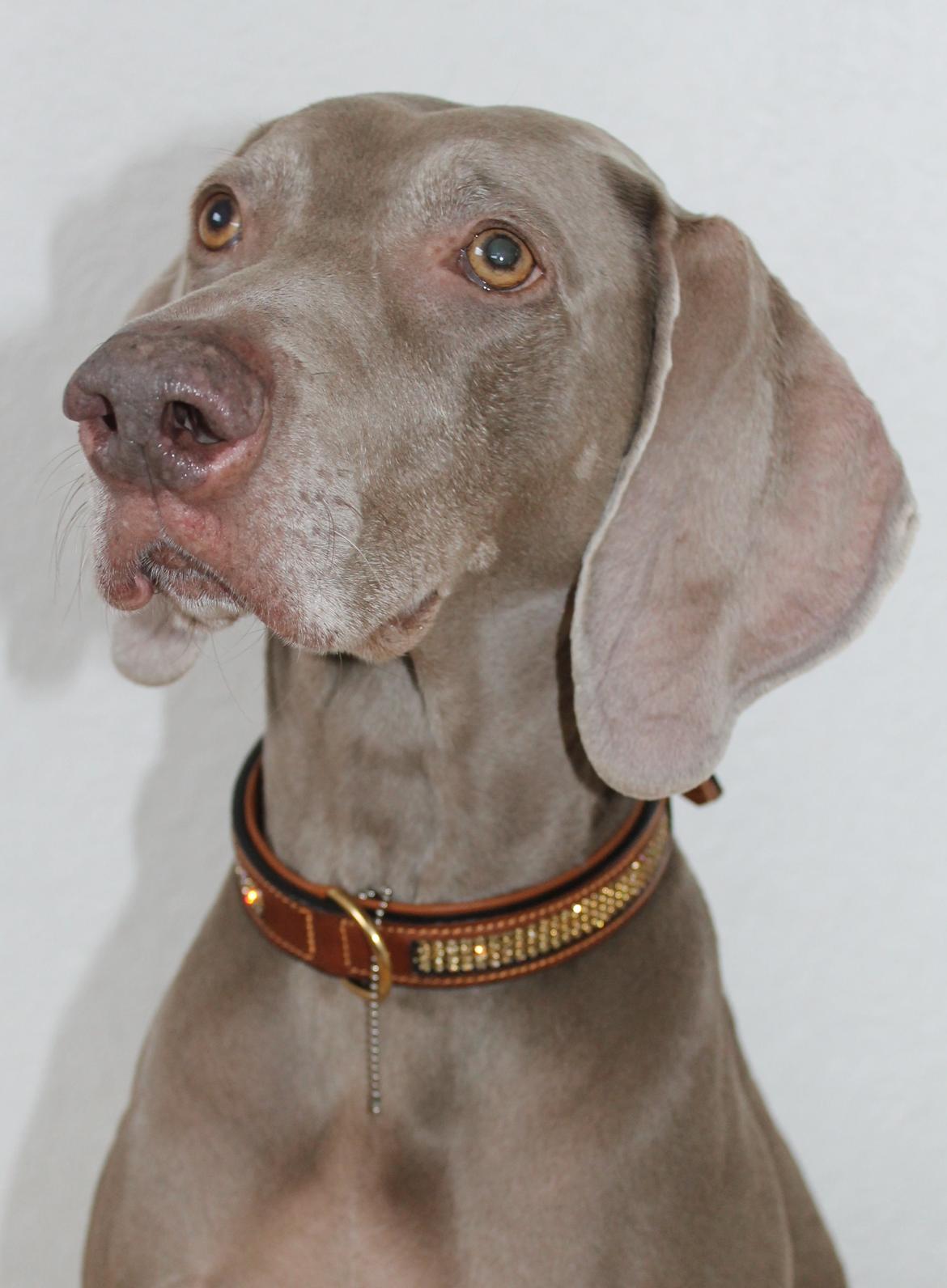 Weimaraner Natacha - Januar 2013 billede 25