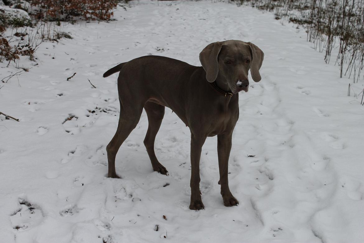 Weimaraner Natacha - januar 2013 billede 27