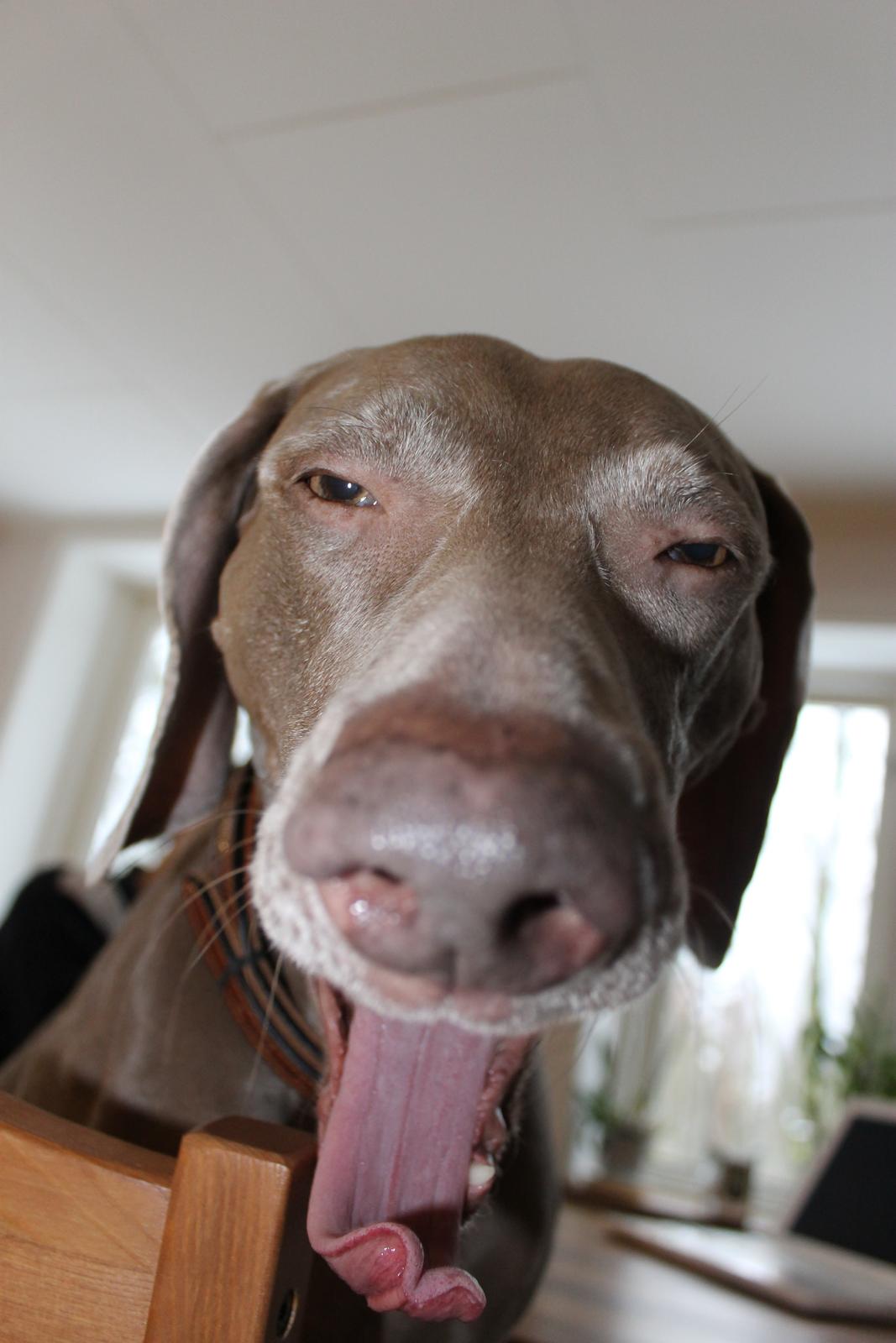 Weimaraner Natacha - januar 2013 billede 29