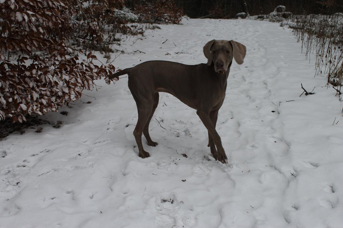 Weimaraner Natacha - januar 2013 billede 26