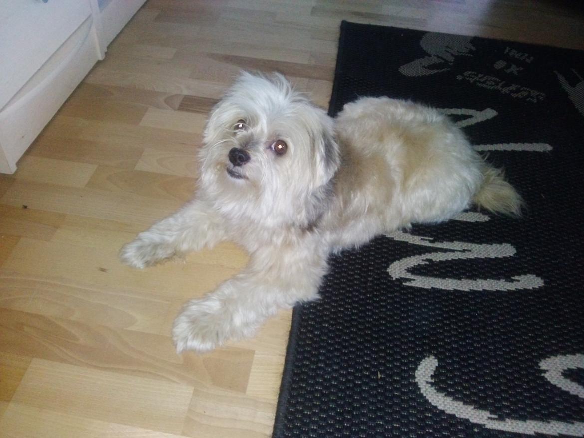 Løwchen La Tina's Bella - Nyvasket, og sidste billed :,( billede 21