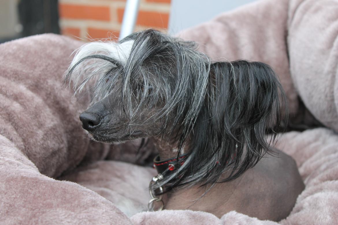 Chinese crested hårløs Akina  - 2012 billede 25