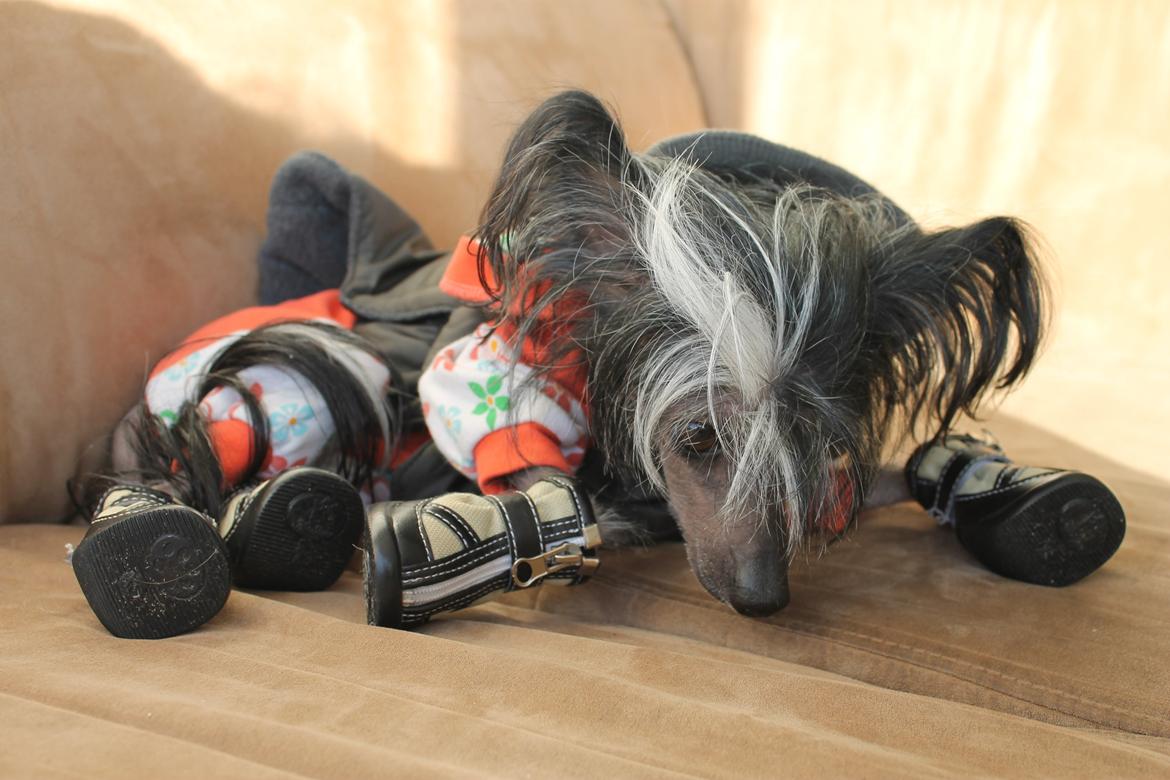 Chinese crested hårløs Akina  - 2013 billede 27