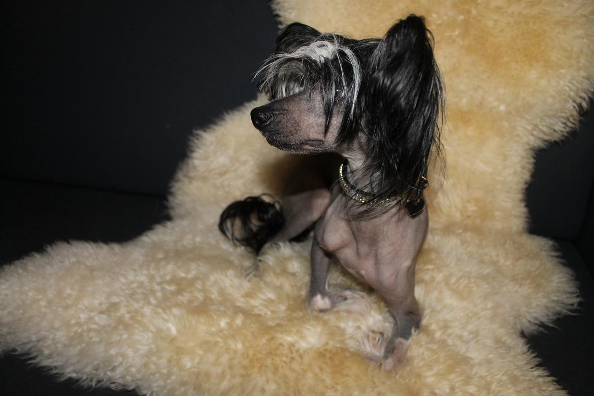 Chinese crested hårløs Akina  - 2013 billede 28