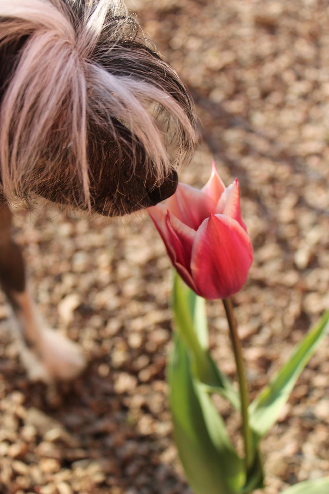 Chinese crested hårløs Akina  - 2012 billede 26