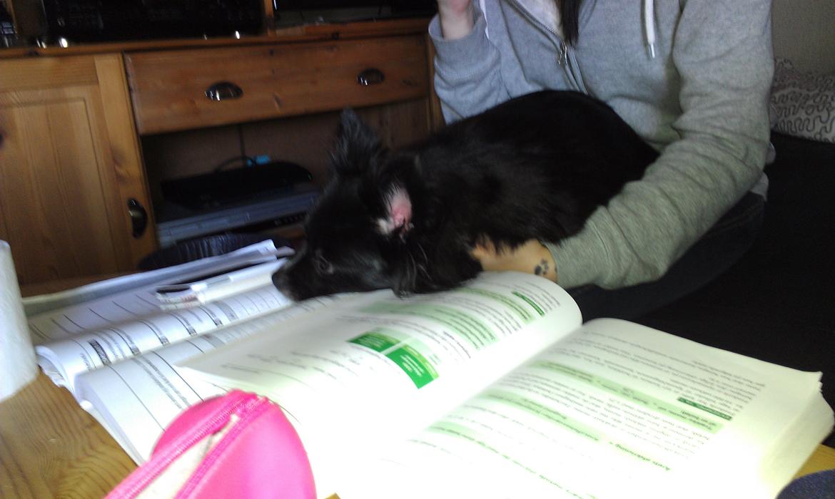 Blanding af racer Lille billede 1