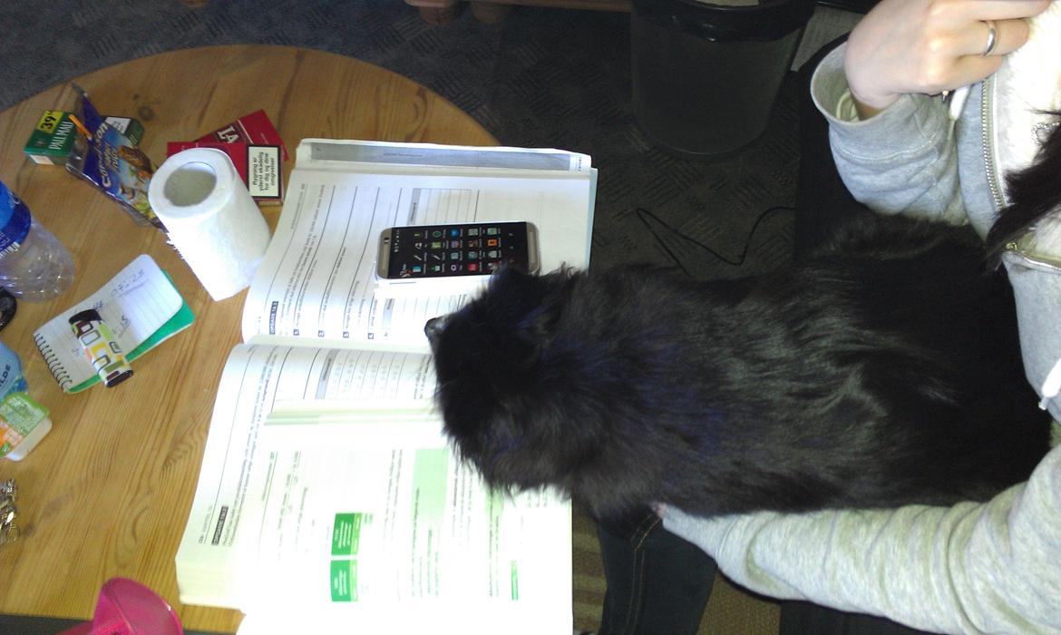 Blanding af racer Lille billede 2