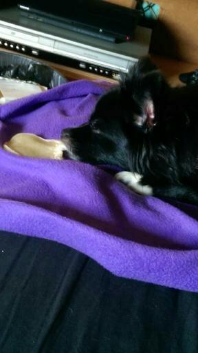 Blanding af racer Lille billede 3