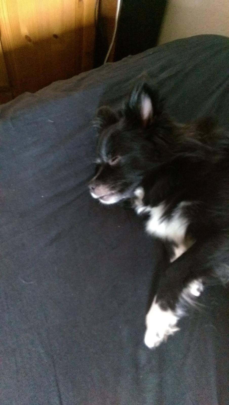 Blanding af racer Lille billede 4