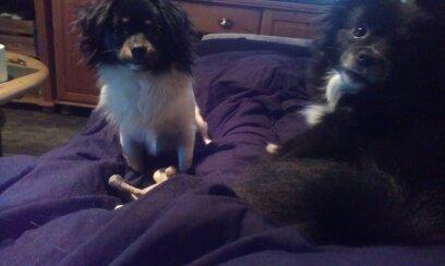 Blanding af racer Lille billede 5