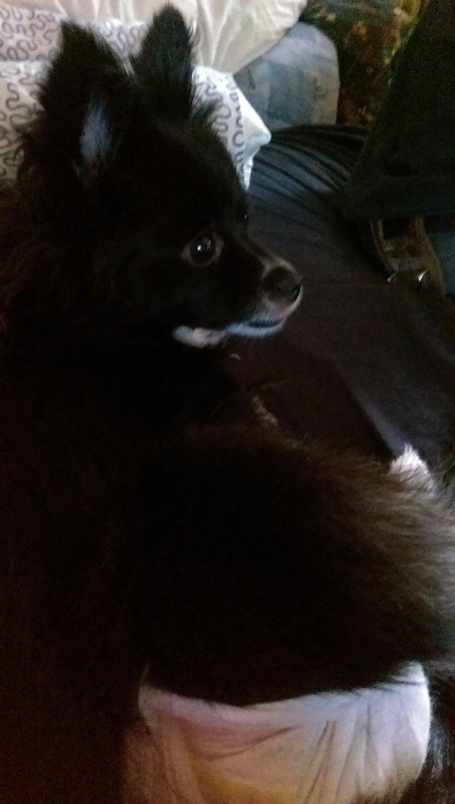 Blanding af racer Lille billede 6