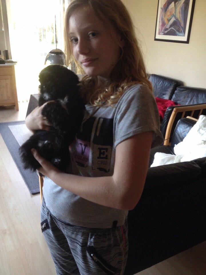 Shih tzu Zoey billede 1