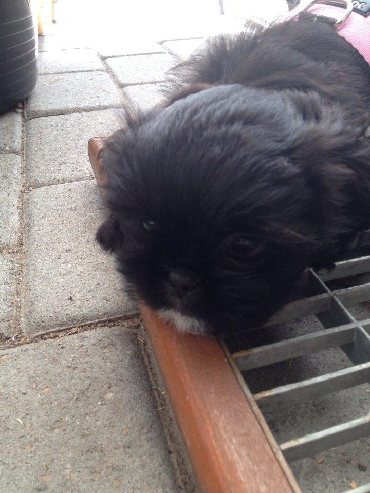 Shih tzu Zoey billede 2