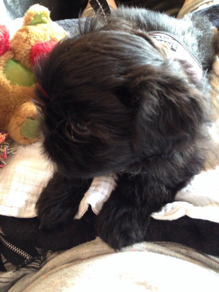 Shih tzu Zoey billede 3