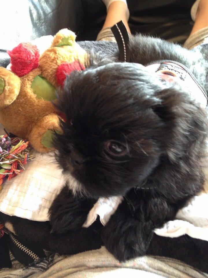 Shih tzu Zoey billede 4