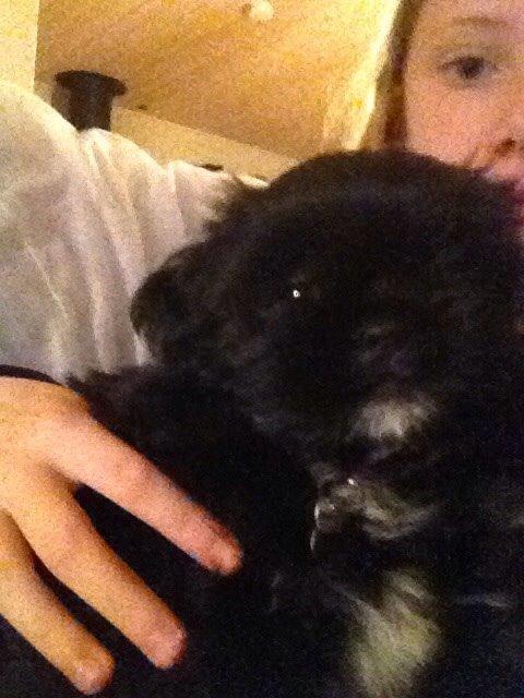 Shih tzu Zoey billede 6