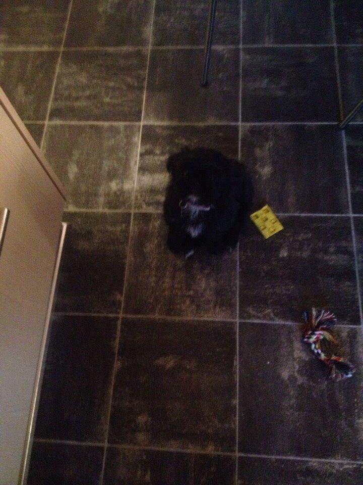 Shih tzu Zoey billede 5