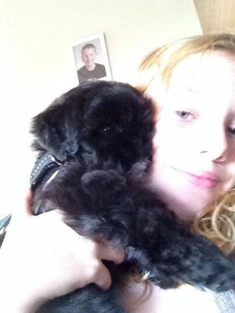 Shih tzu Zoey billede 8