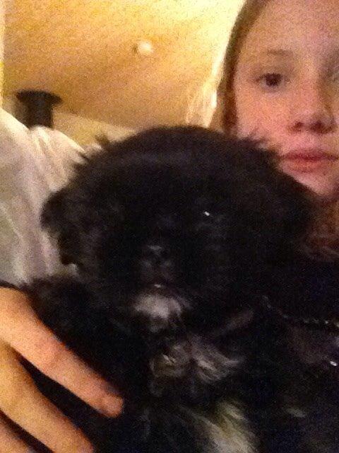 Shih tzu Zoey billede 7