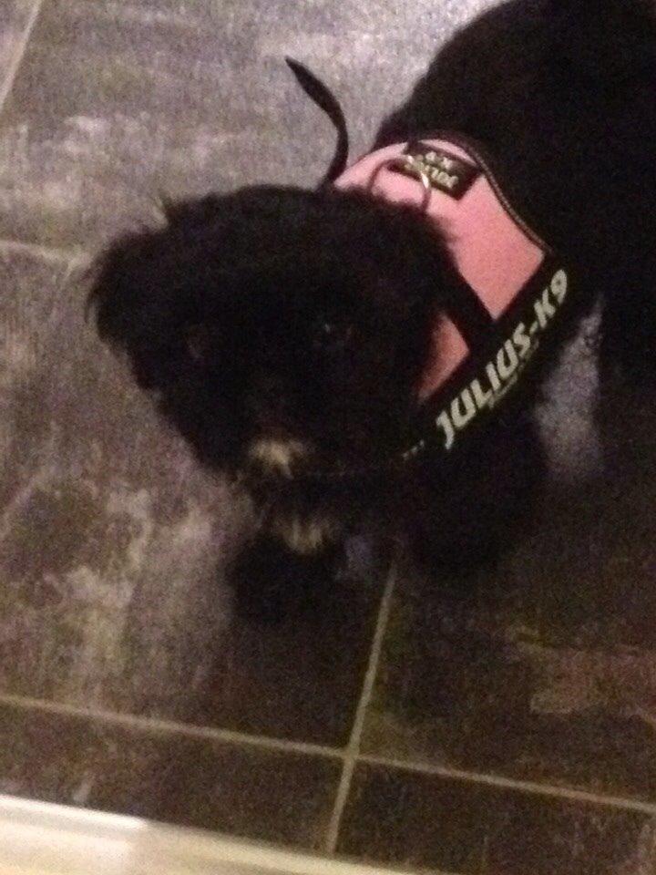 Shih tzu Zoey billede 9