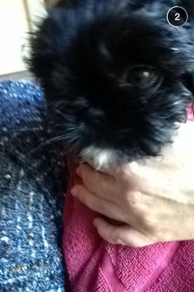 Shih tzu Zoey billede 10