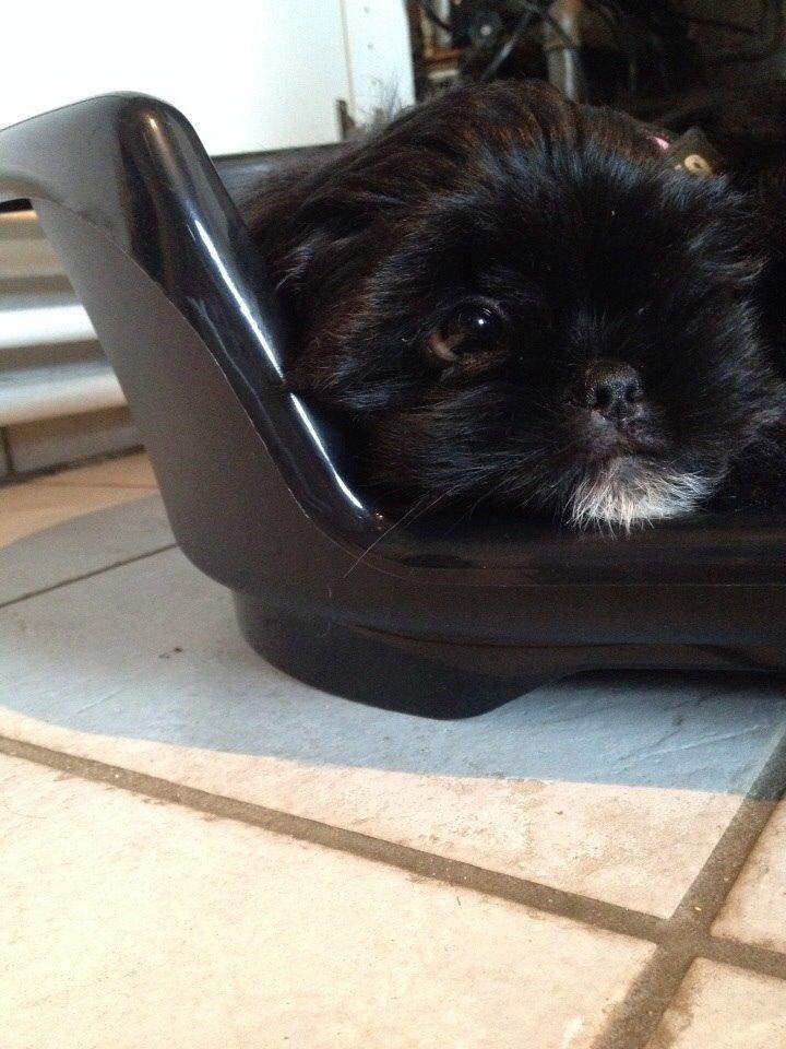 Shih tzu Zoey billede 11