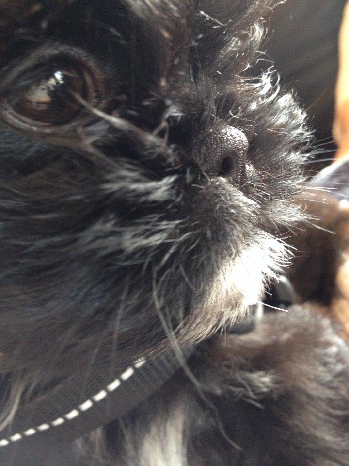 Shih tzu Zoey billede 12