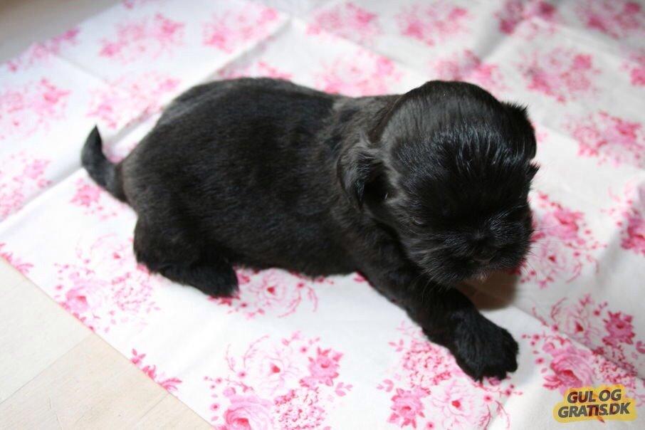 Shih tzu Zoey billede 14