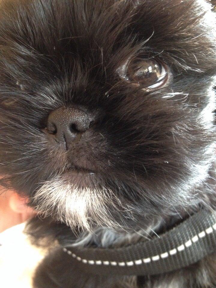 Shih tzu Zoey billede 13