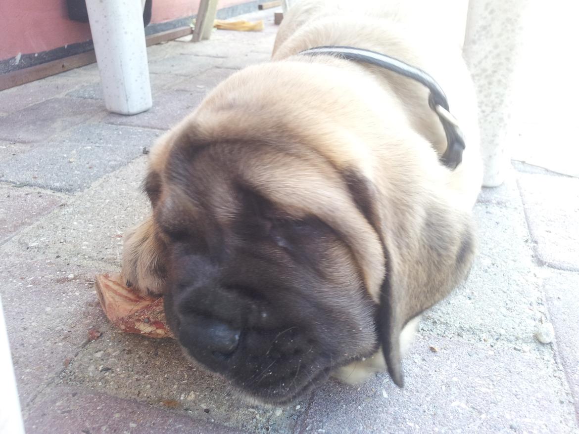 Mastiff Samson billede 2