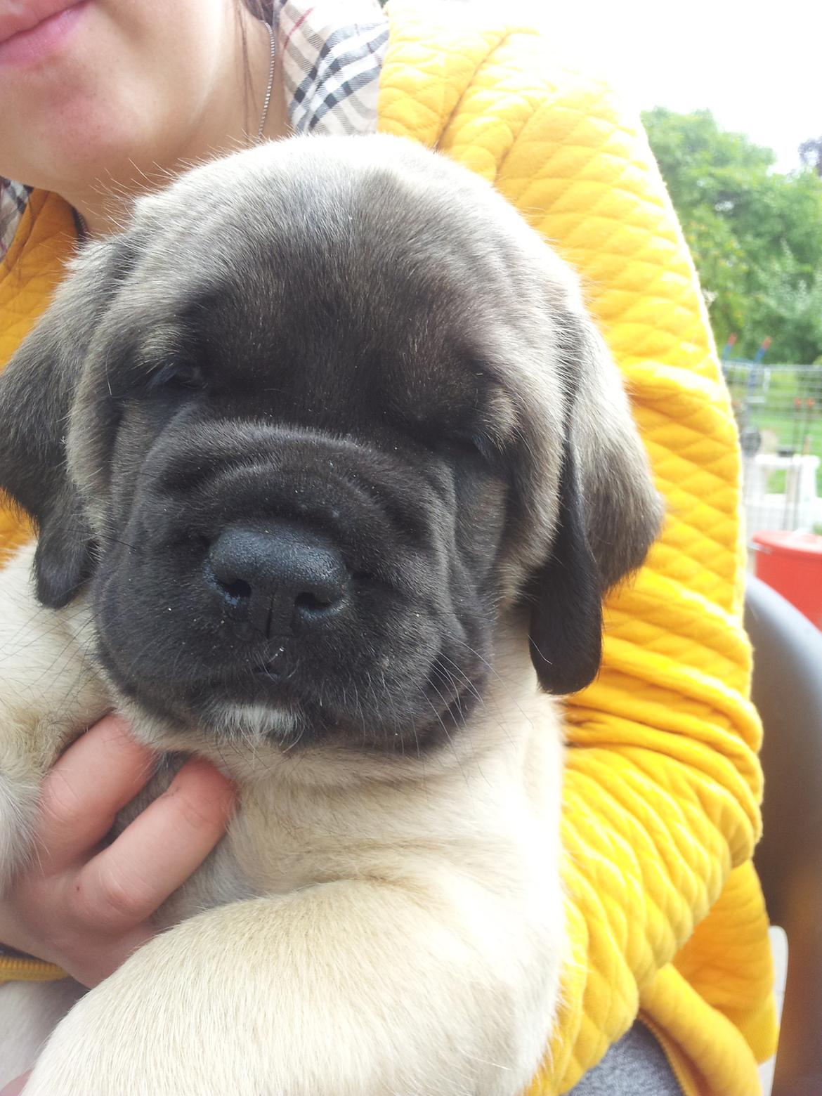 Mastiff Samson billede 1