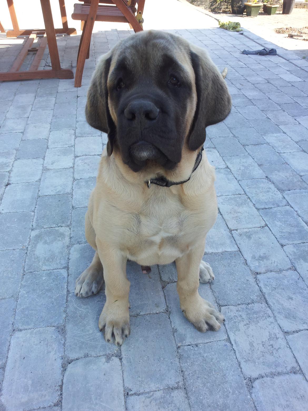 Mastiff Samson billede 4