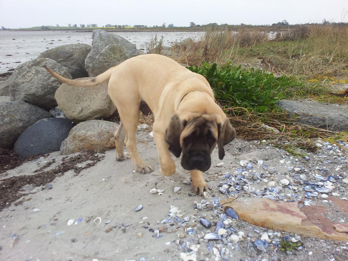 Mastiff Samson billede 5