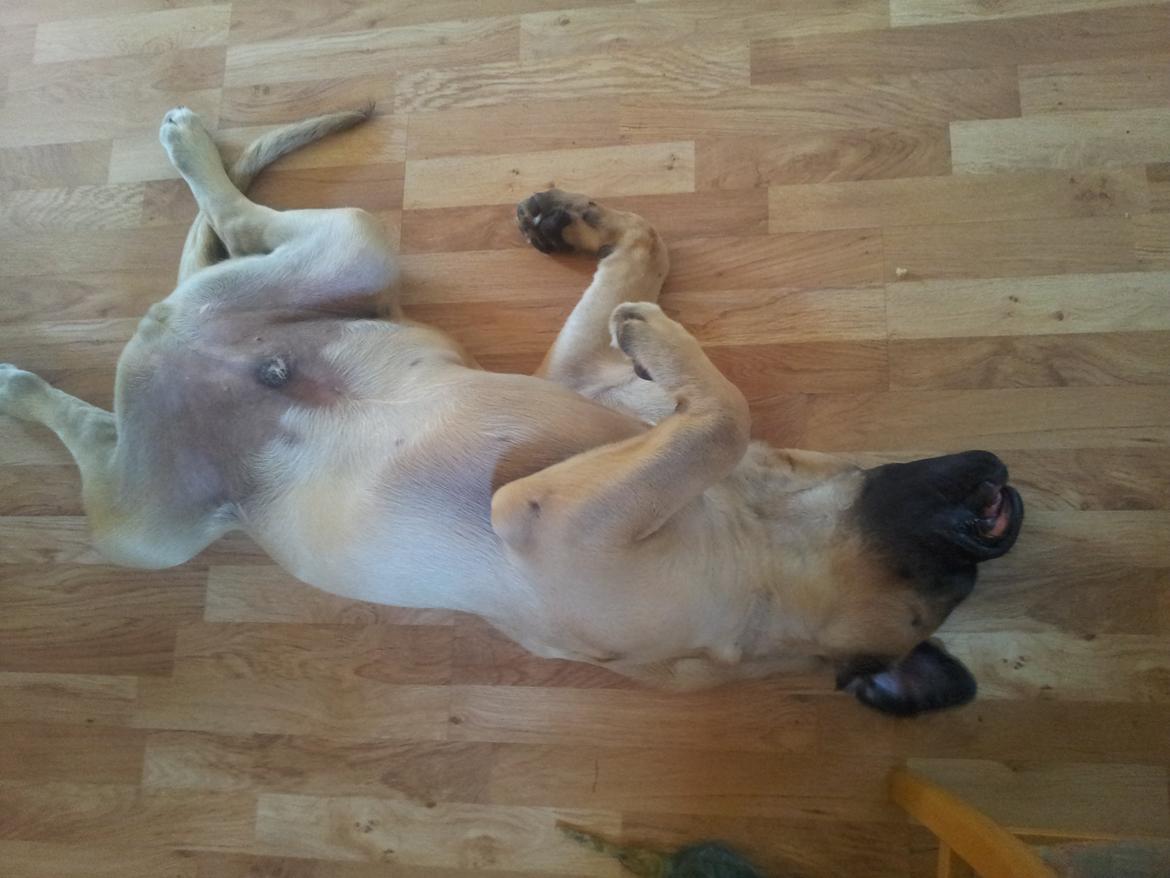 Mastiff Samson billede 6