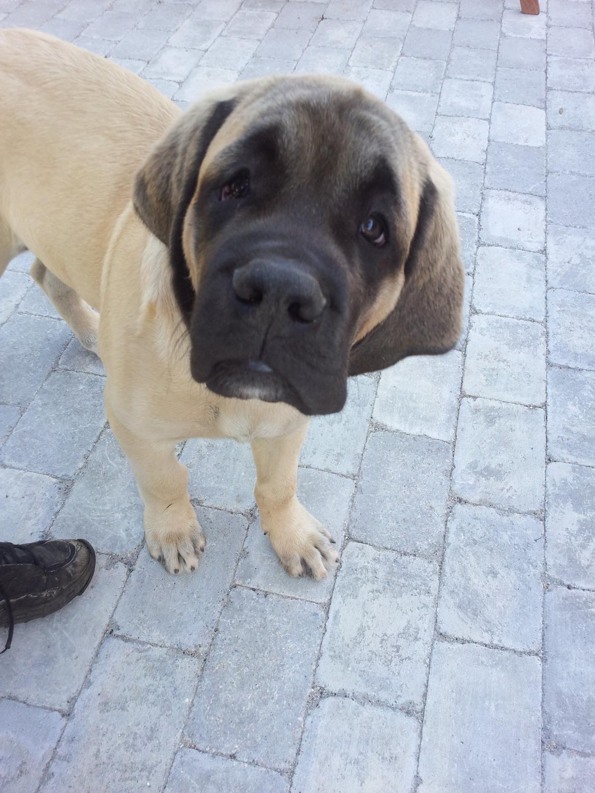 Mastiff Samson billede 3