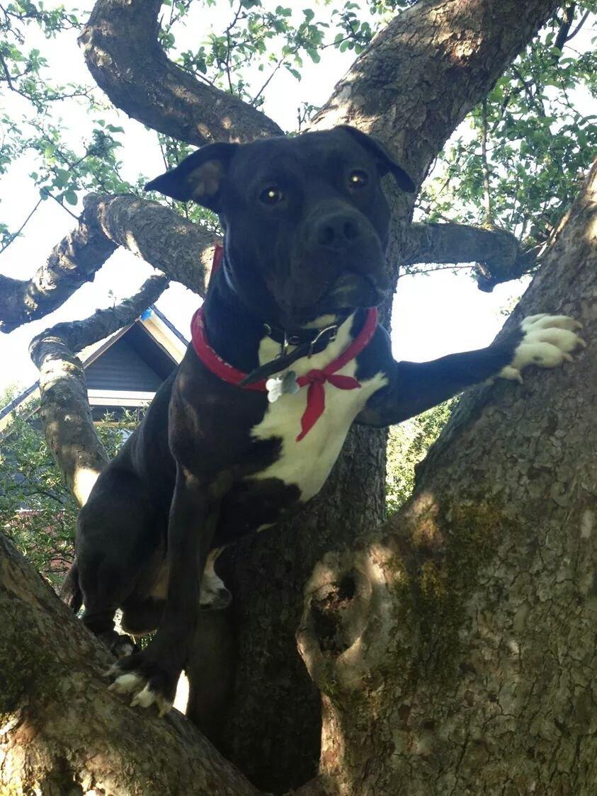 Staffordshire bull terrier Tyson solg t (min venindes) billede 17