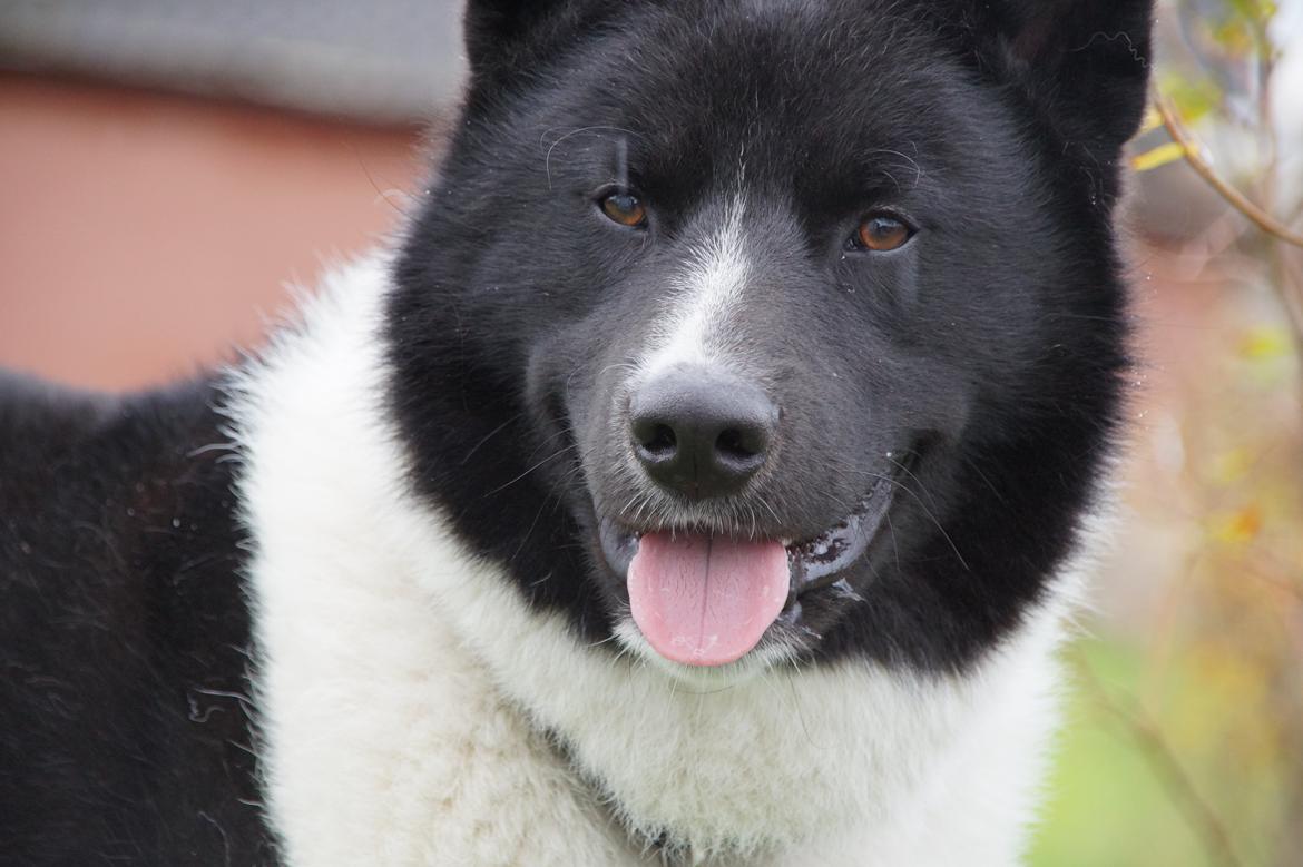Karelsk bjørnehund Bastian billede 2