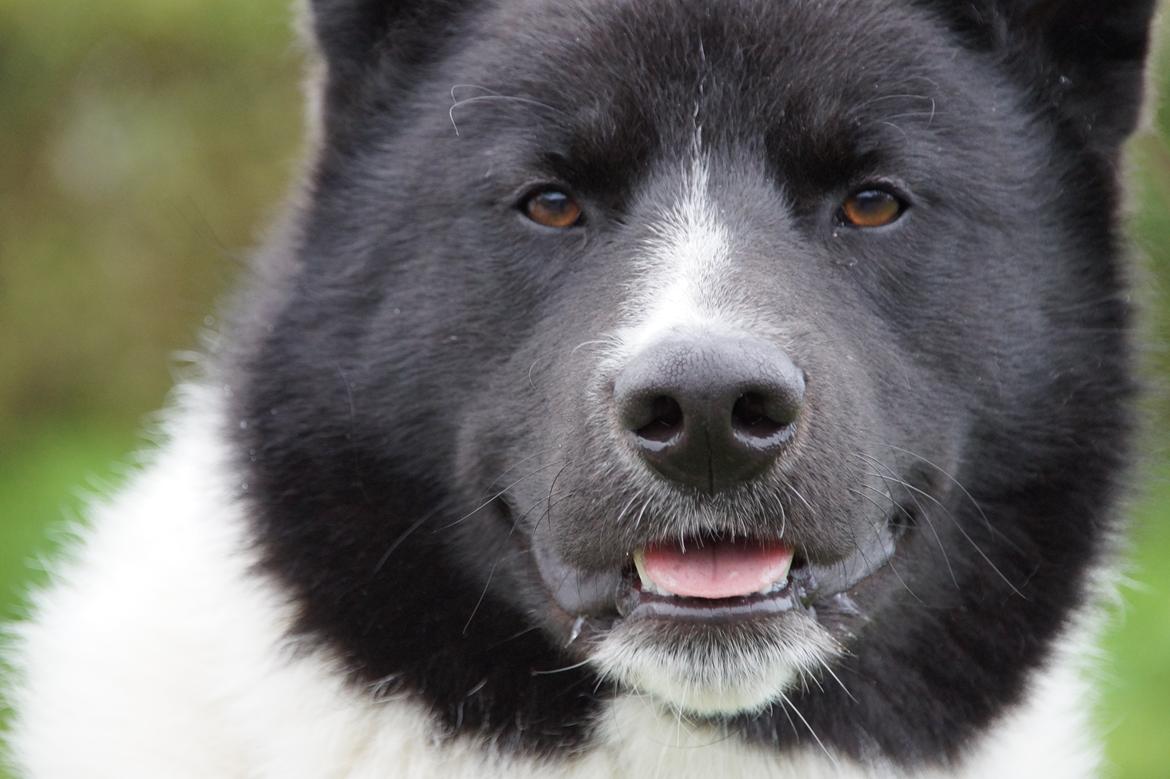 Karelsk bjørnehund Bastian billede 3