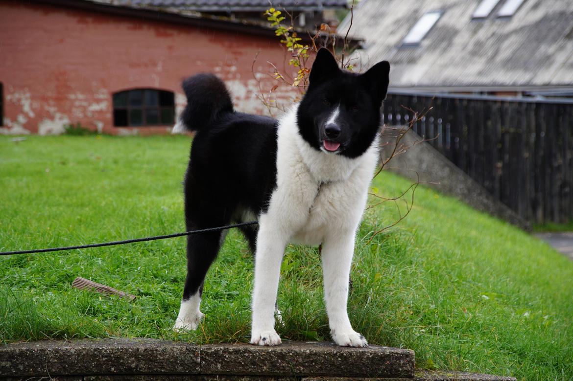 Karelsk bjørnehund Bastian billede 1