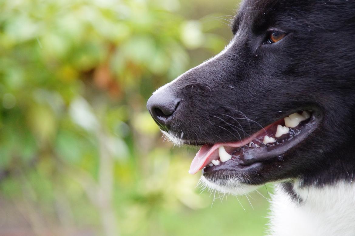 Karelsk bjørnehund Bastian billede 4